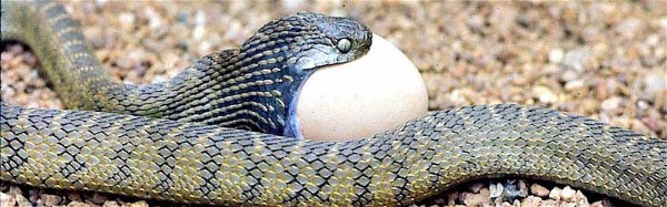 Egg-eating snake