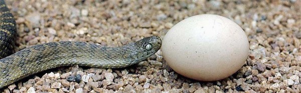 Egg-eating snake, Nigeria