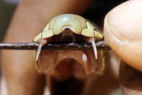 Fangs of green mamba (Dendroaspis jamesoni)