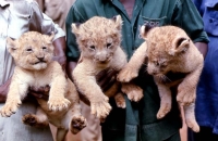 Lion cubs