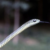 Boomslang (Dispholidus typus)