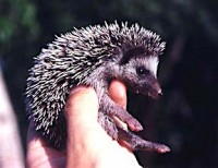 West African or four-toed hedgehog (Erinaceus albiventris)