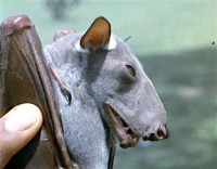 Young male hammer-headed fruit bat (Hypsignathus monstrosus).