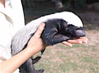 Young honey badger (Mellivora capensis)