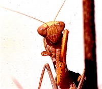 The praying mantis (Sphodromantis lineola)