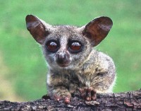 Senegal galago (Galago senegalensis).