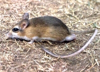 slender tateril (Taterillus gracilis)  (probably)