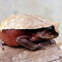 African giant toad (Amietophrynus superciliaris)
